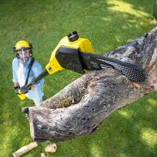 Best Tree Trimming and Pruning  in Redland, MD
