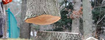 Best Tree Removal  in Redland, MD