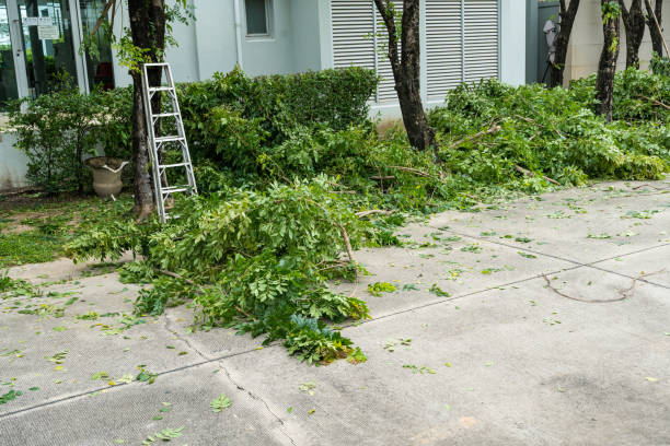 Best Palm Tree Trimming  in Redland, MD