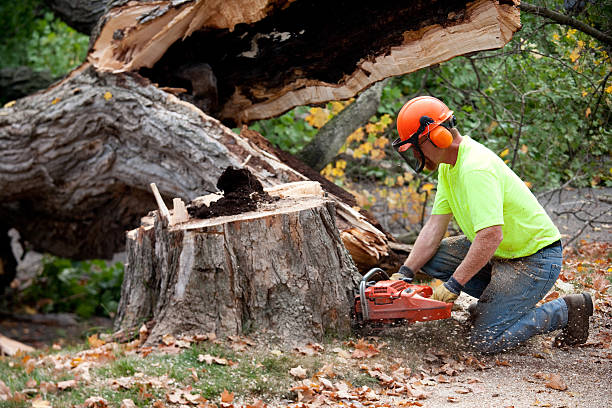 Best Tree Mulching  in Redland, MD