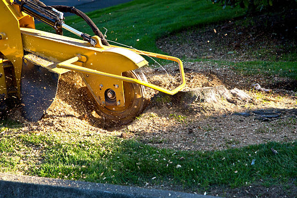 Best Tree Preservation Services  in Redland, MD