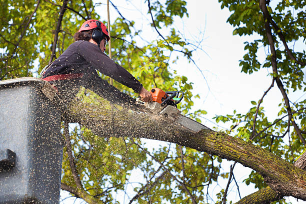 Best Pest Control for Lawns  in Redland, MD