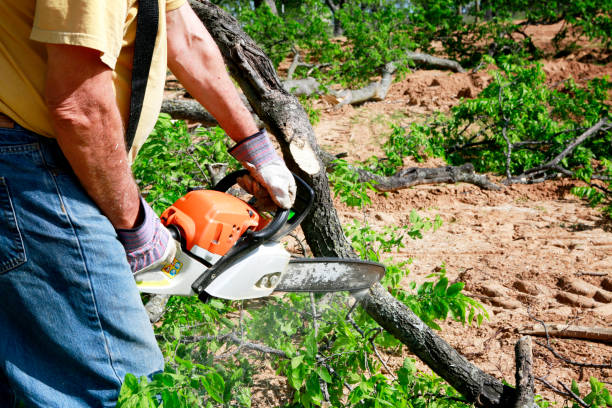 Best Tree Disease Treatment  in Redland, MD